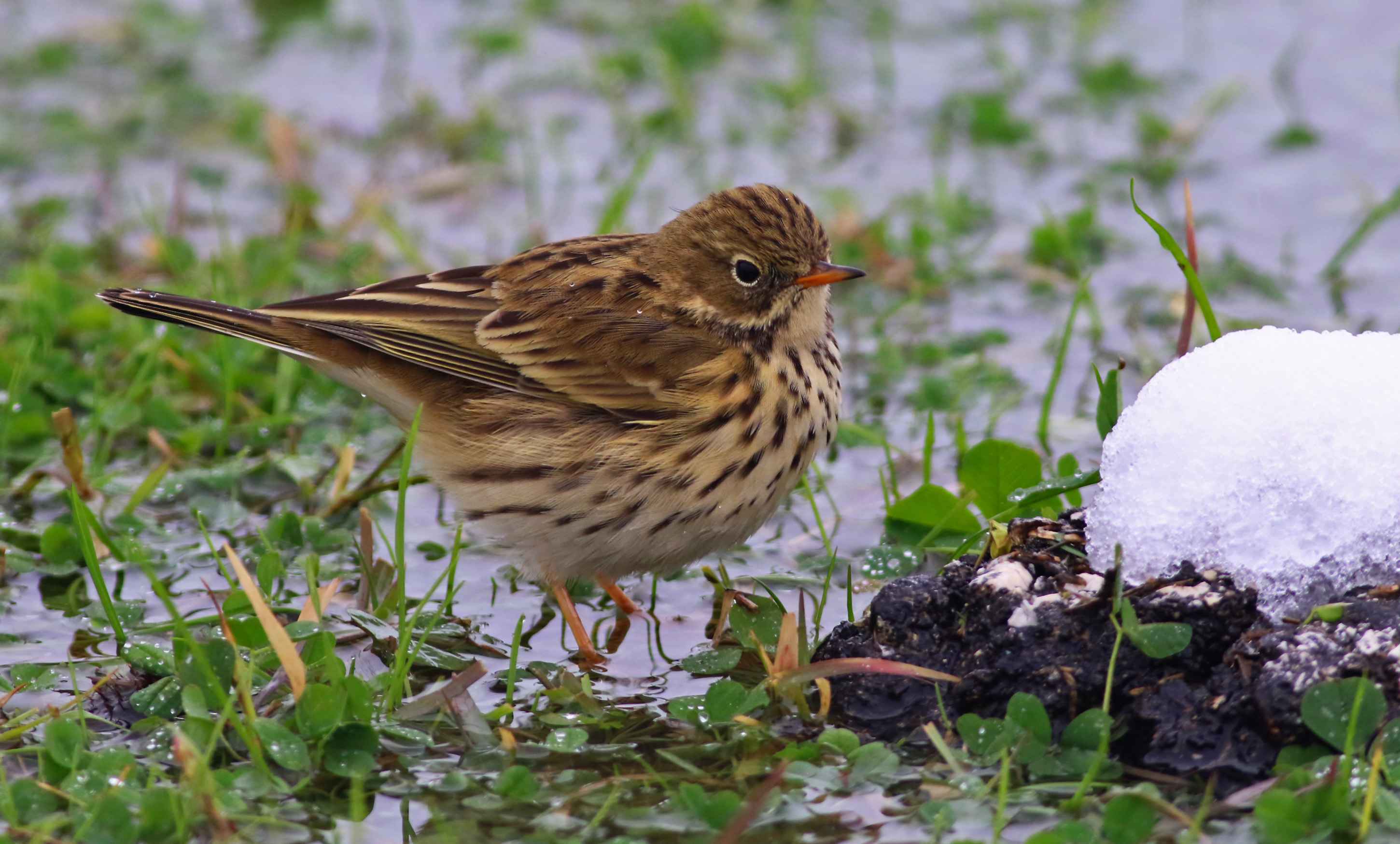 Meadow Pipit